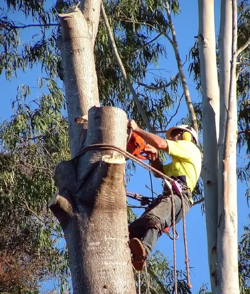 Arborist lopping a eucalyptus trunk with a chainsaw in Townsville